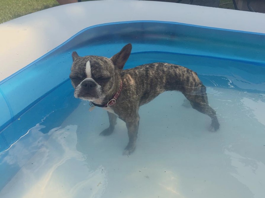 A French Bulldog standing inside the inflatable pool filled with water