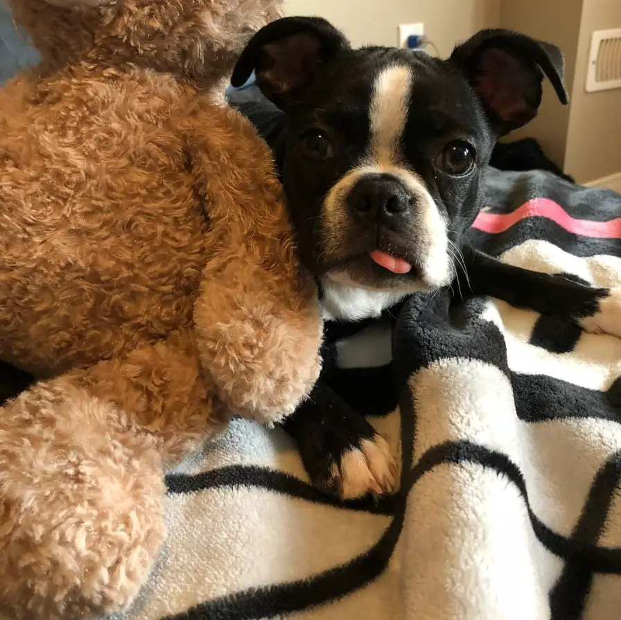 A French Bulldog lying on top of the bed next to a teddy bear stuffed toy