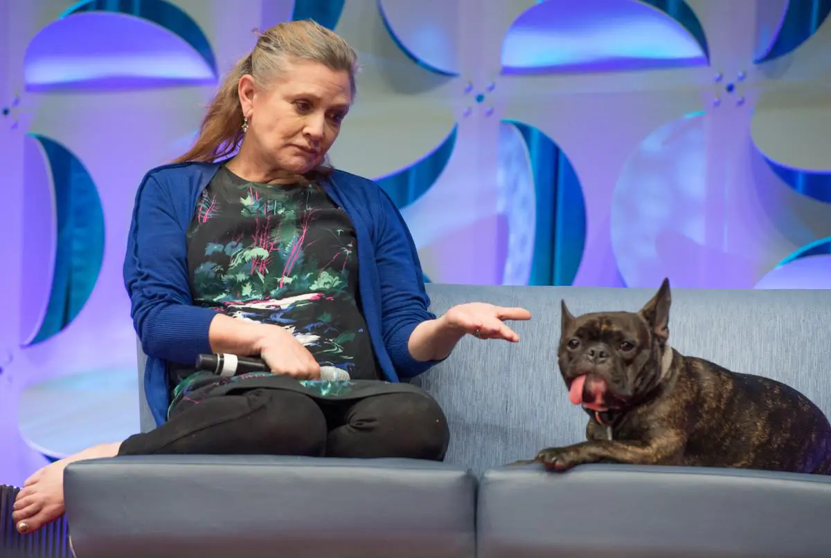Carrie Fisher sitting on the couch while asking for a paw from her French Bulldog in front of her