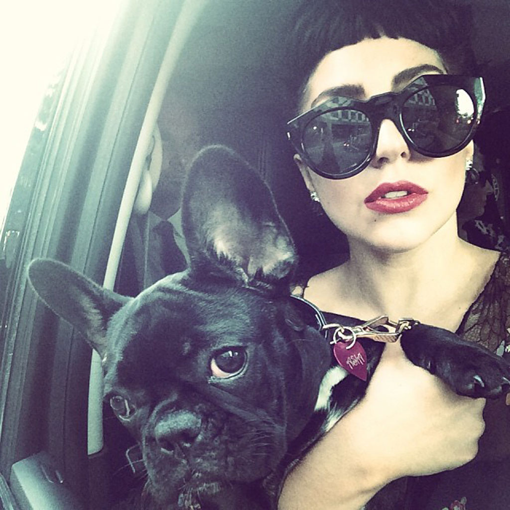 Lady Gaga taking a selfie inside the car next to the window with her black French Bulldog