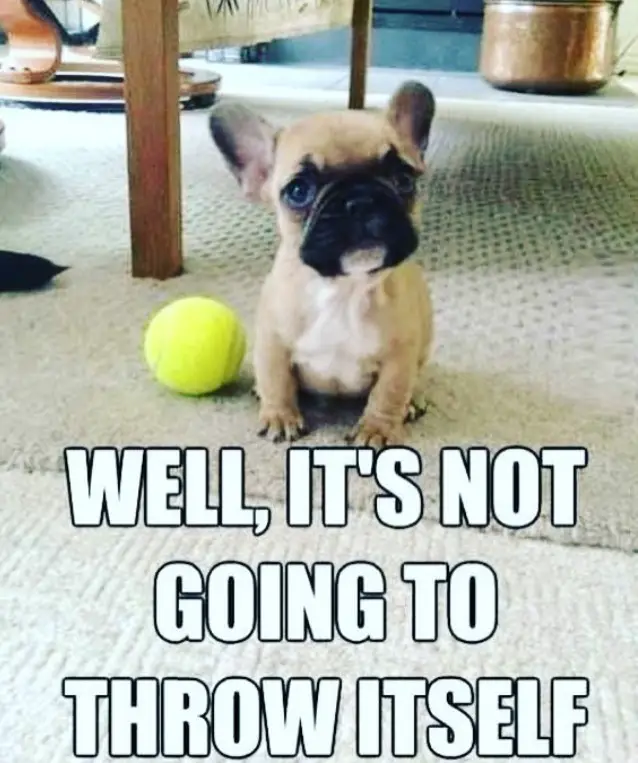 French Bulldog puppy sitting on the floor with a ball and a text 