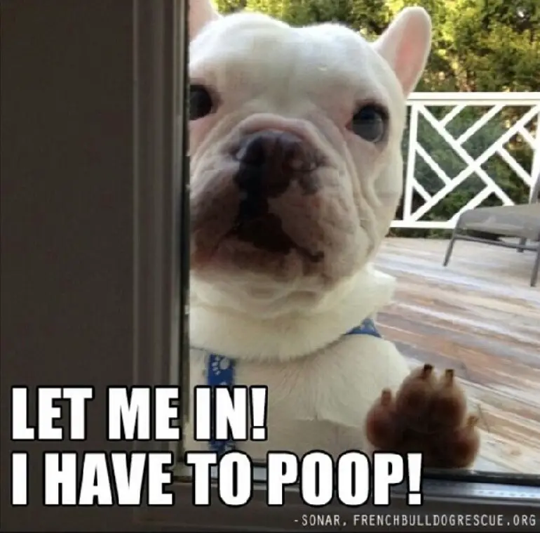 French Bulldog on the other side of the glass door with a text 