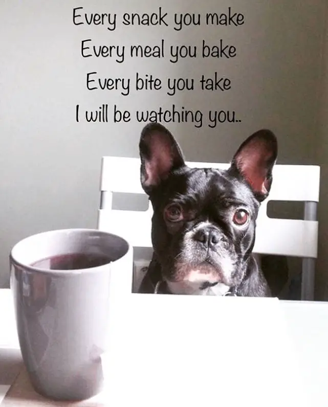 French Bulldog sitting across the table with a coffee and a text 