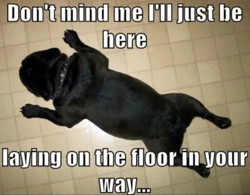 French Bulldog lying flat on the floor with a text 