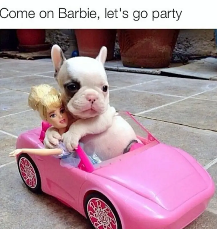 French Bulldog puppy in a pink car toy with a barbie with a text 