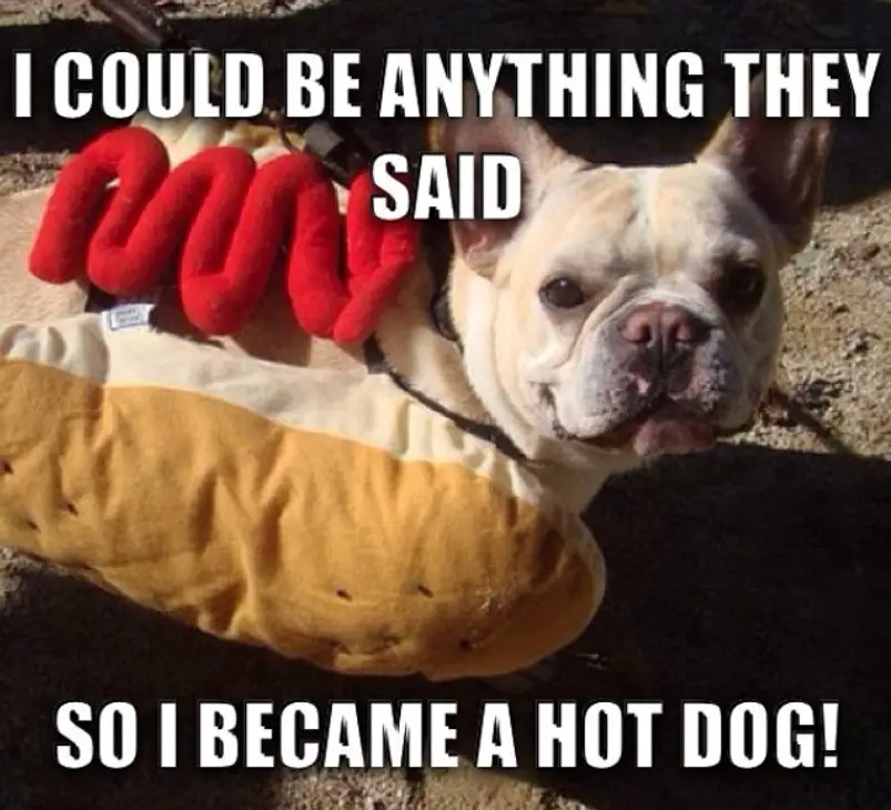 French Bulldog in hot dog sandwich costume with a text 