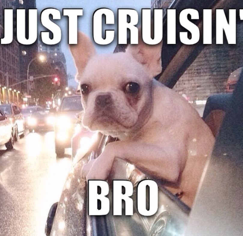 French Bulldog on the car's window 