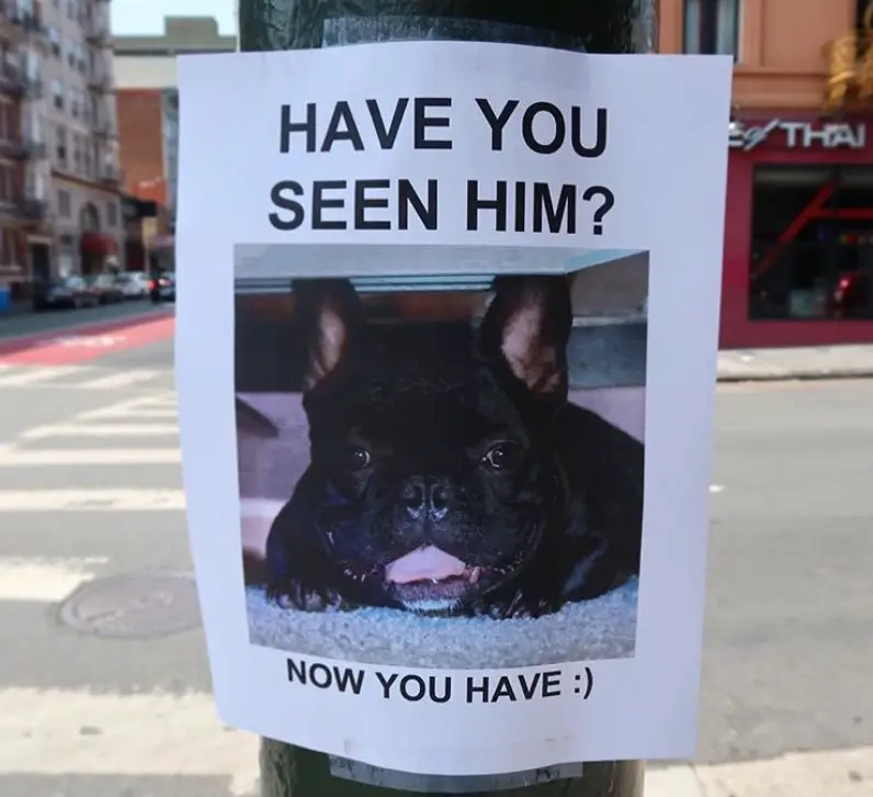 black French Bulldog picture on a paper posted on a pole with a message 