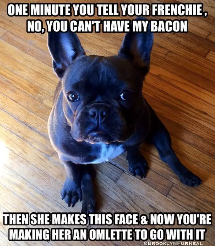 begging French Bulldog while sitting on the floor with a text 