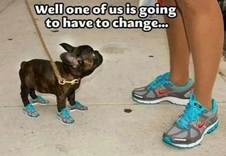 French Bulldog and a lady in matchy shoes with text 