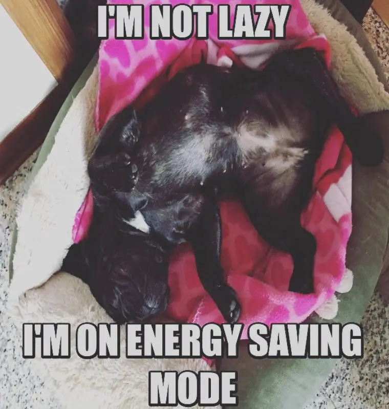 French Bulldog lying on its bed with a text I'm not lazy I'm on energy saving mode