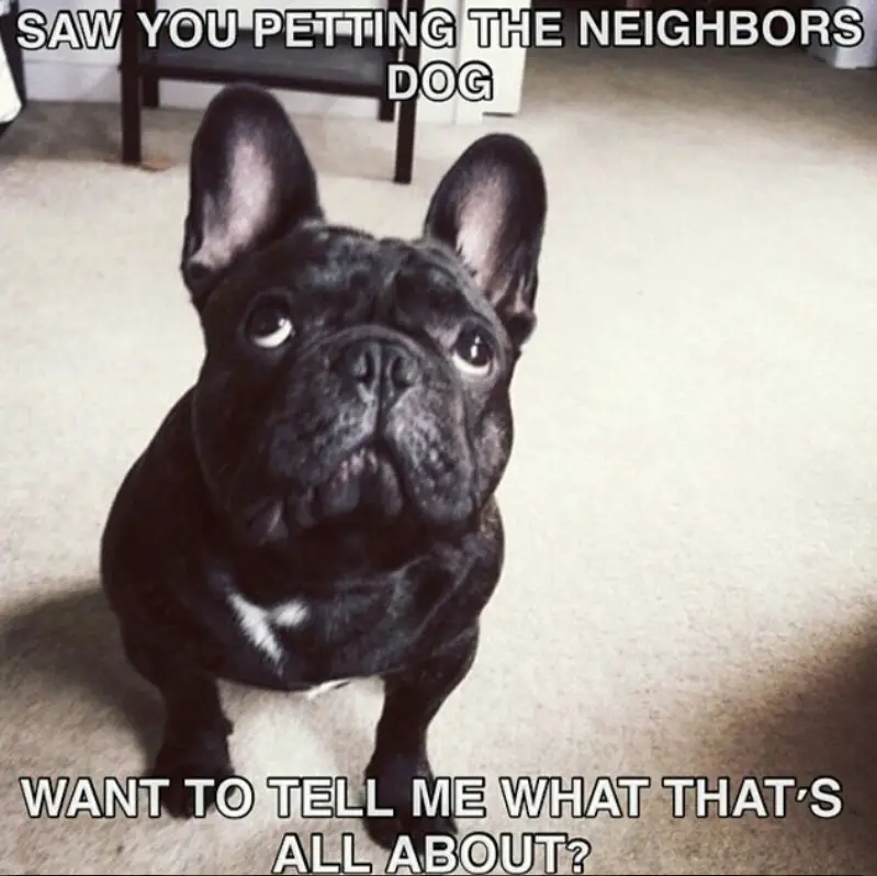 begiing French Bulldog while sitting on the floor with a text 