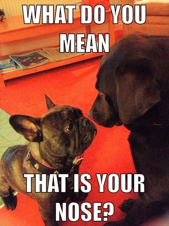 French Bulldog smelling the nose of another dog with a text 