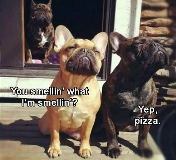 smelling the air French Bulldog photo with a text 