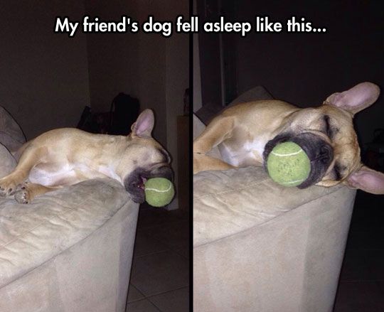 French Bulldog sleeping on the couch with a ball in its mouth and a text 