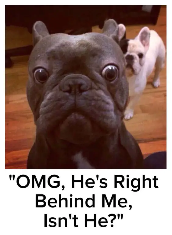 scared black French Bulldog with a white French Bulldog behind him and a text 