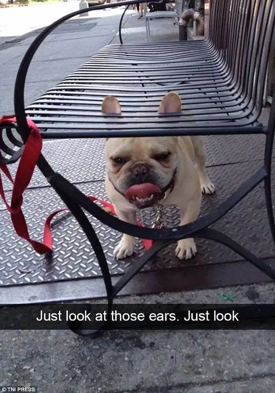 French Bulldog below the black stainless steel chair with its ears showing above photo and a text 