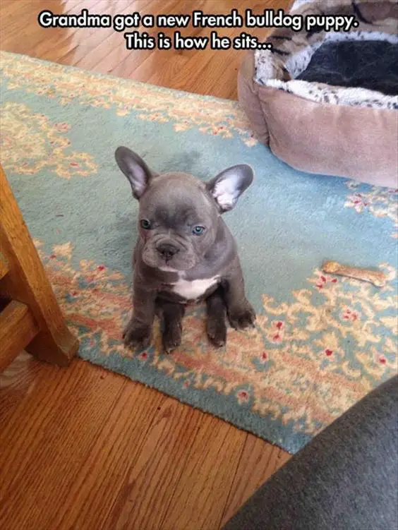 cute French Bulldog puppy sitting on the floor like a human with a text 