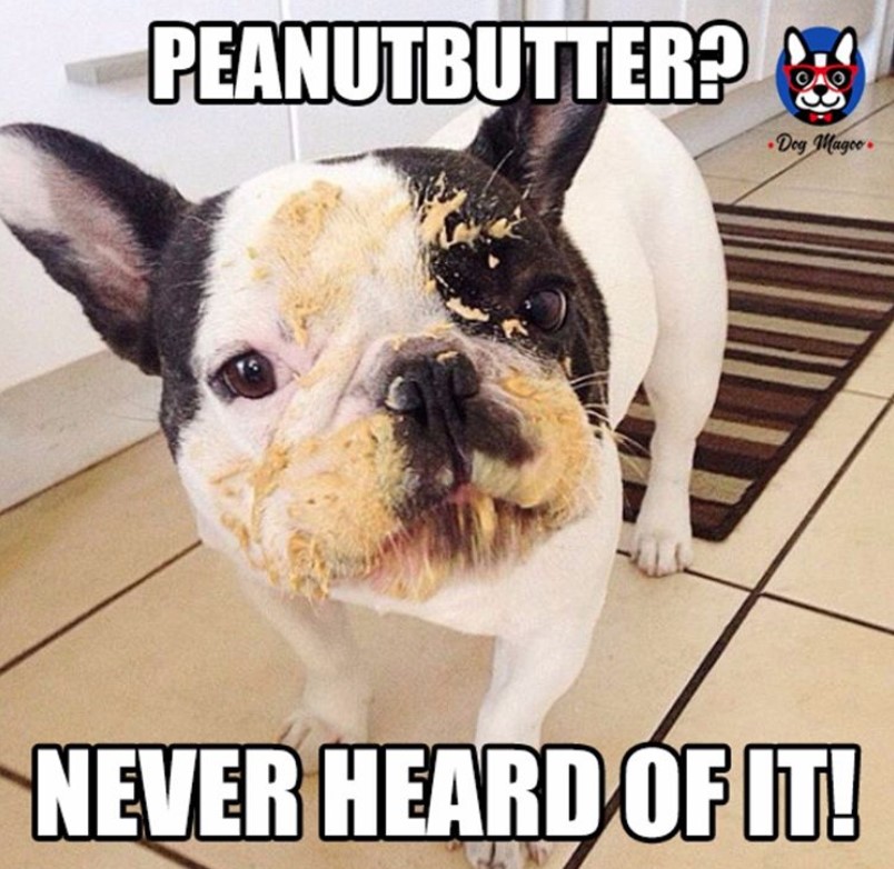 French Bulldog with peanut butter on its face and a text 