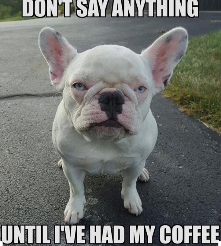 grumpy white French Bulldog photos with a text 