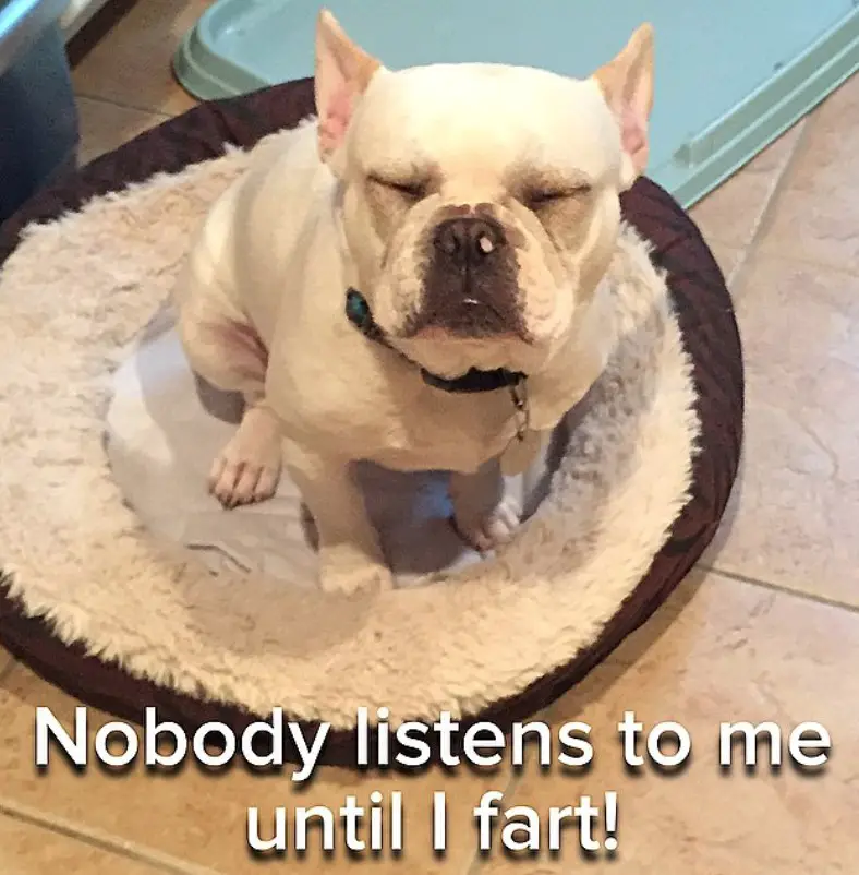 French Bulldog sitting on the bed while closing its eyes and a text 