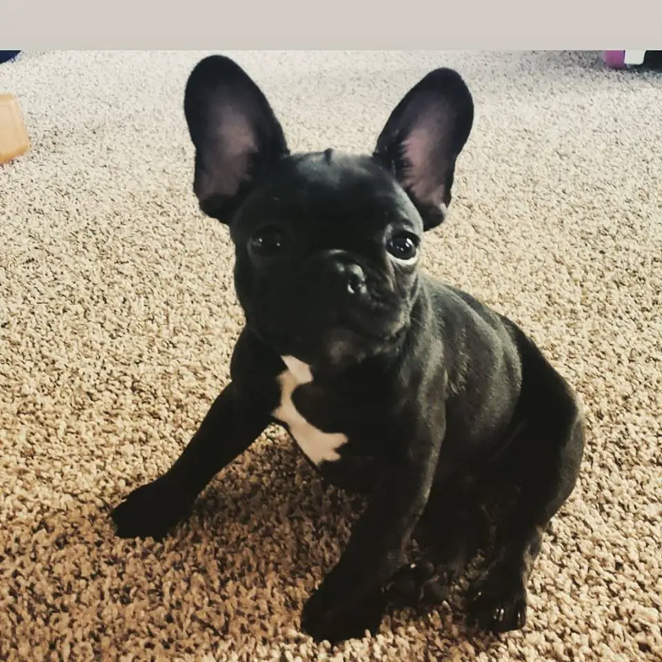 A French Bulldog puppy named Maizy sitting on the floor