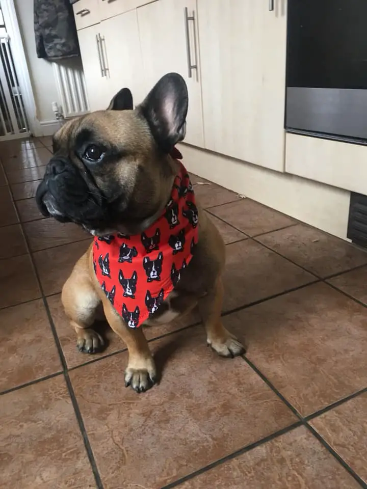 A French Bulldog named Tank wearing a red scarf with French Bulldog pattern while sitting on the floor