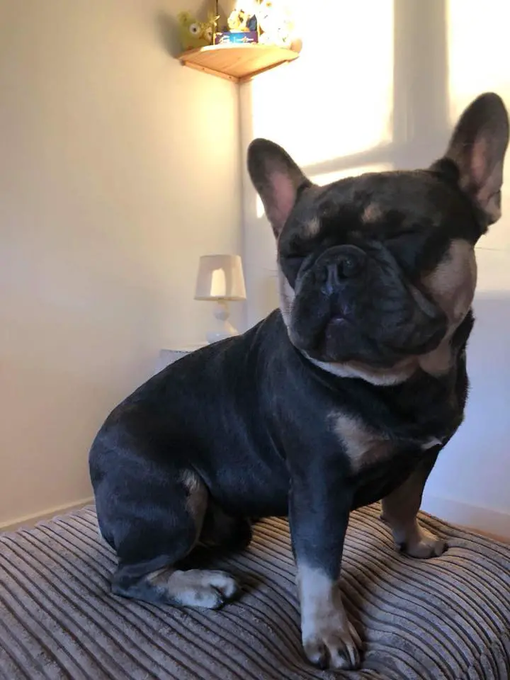 A French Bulldog named Yondu sitting on top of the bed
