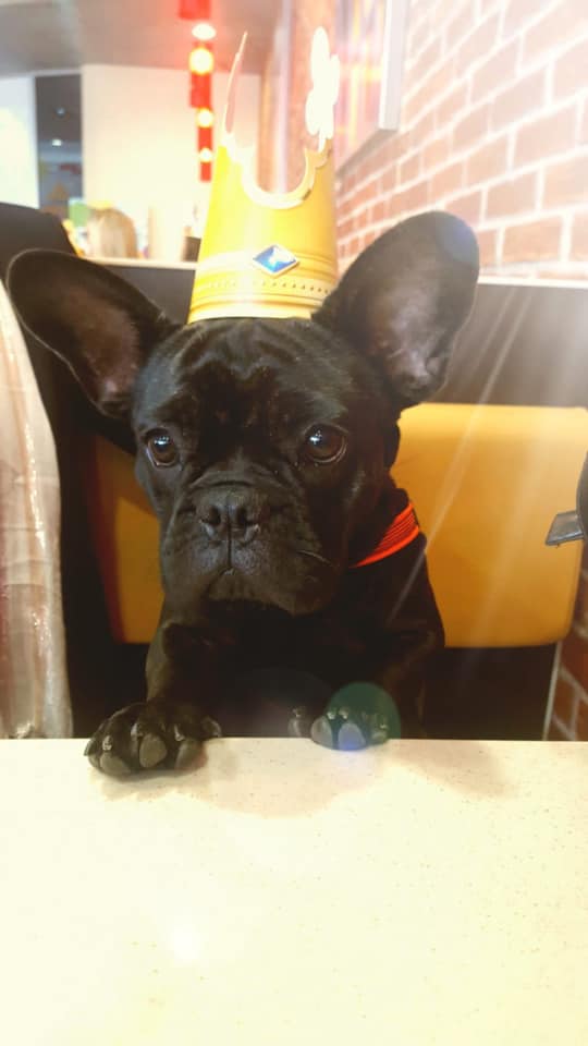 A French Bulldog named Dana wearing a crown while sitting on the chair
