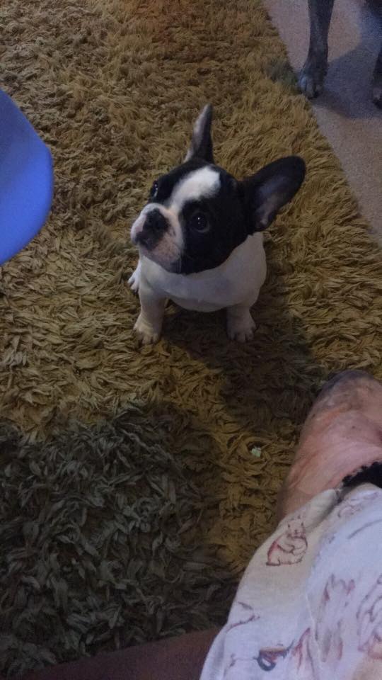 A French Bulldog named Gucci sitting on the carpet while looking up with its adorable eyes