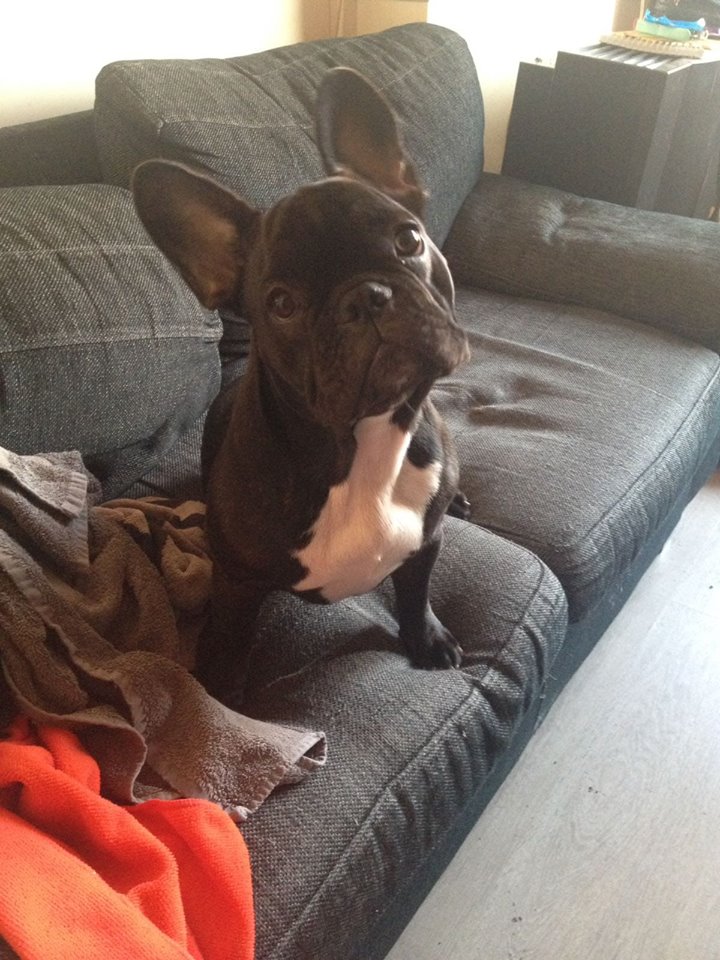 A French Bulldog named Lady standing on top of the couch while tilting its head