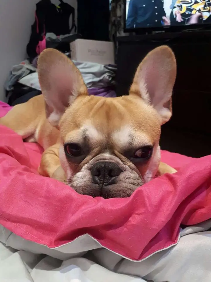 A yellow French Bulldog named Bruno lying on its bed