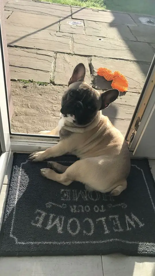 A French Bulldog named Archie sitting in the front door