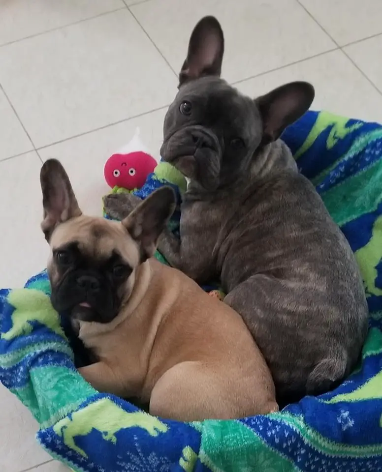 two French Bulldogs named Maxwell and Rugger lying in their bed
