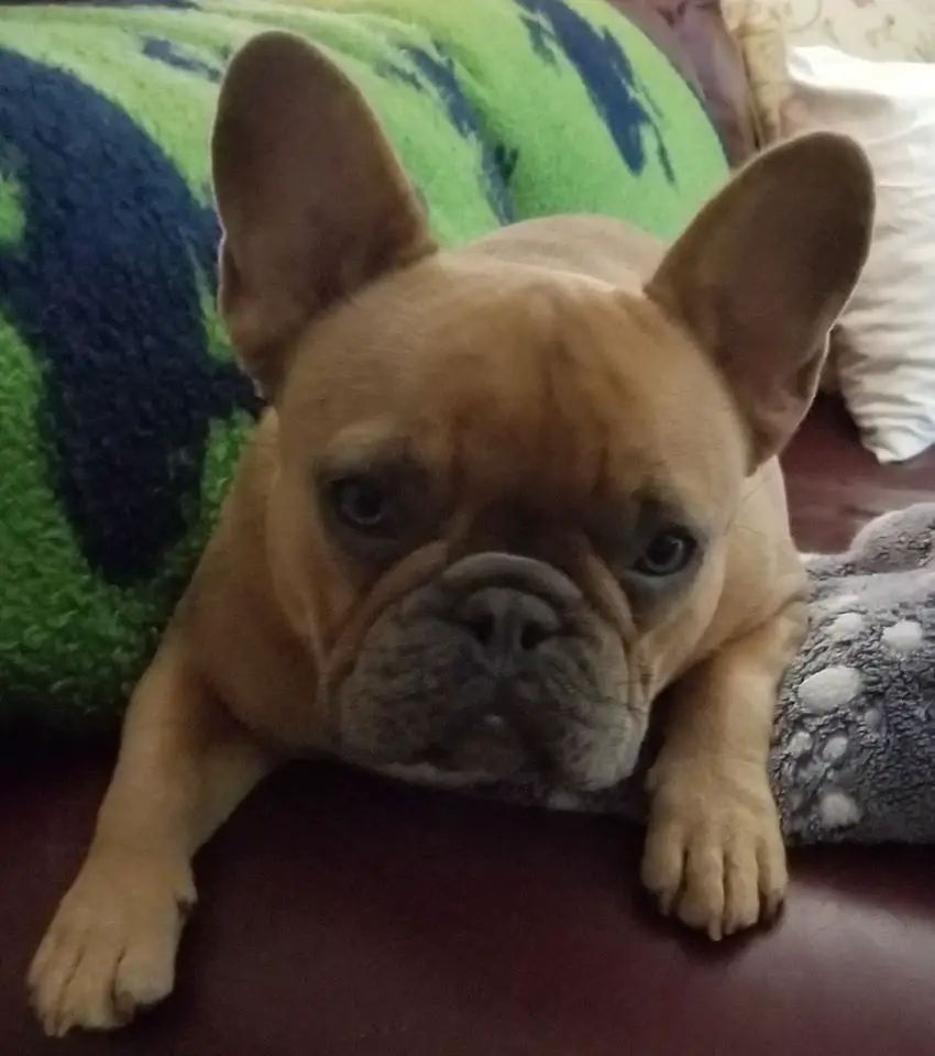 a brown French Bulldog named Remi lying on the couch