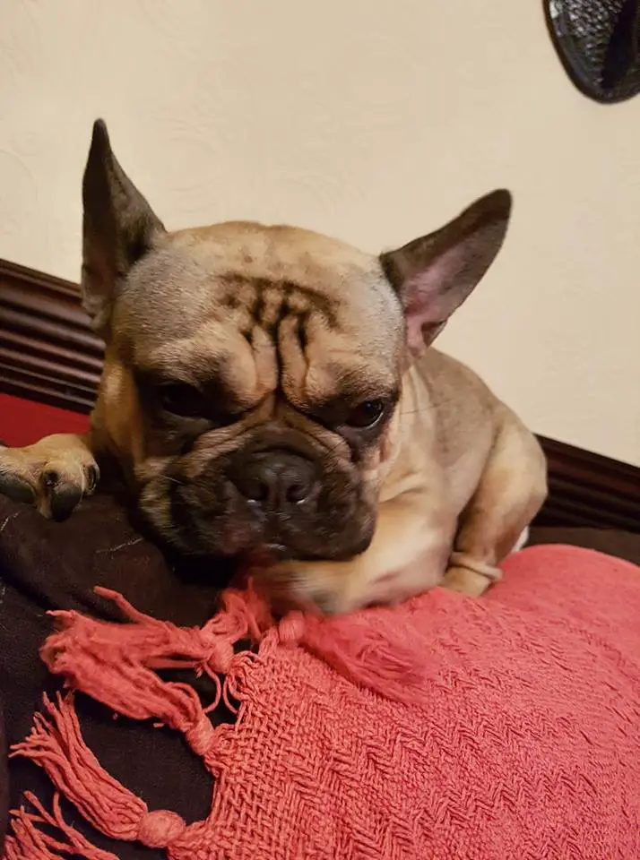 A French Bulldog named Gizzy lying on the bed