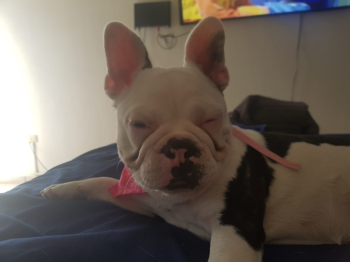 A sleepy French Bulldog named Fenta lying on the bed