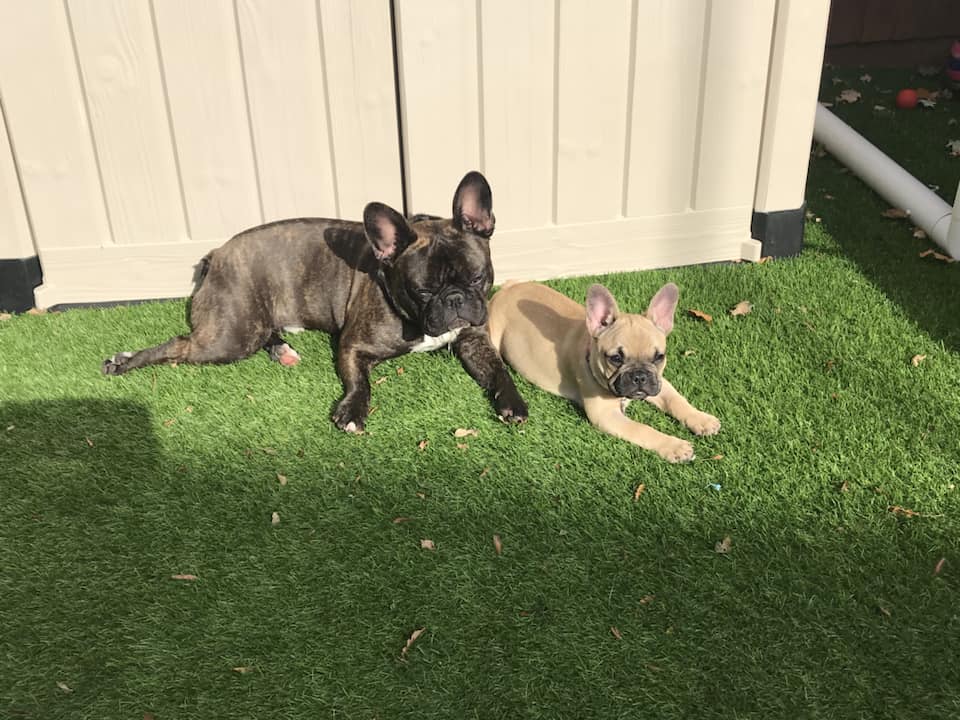 two French Bulldog named Buddy and Dusty lying on the green grass while under sun in the yard