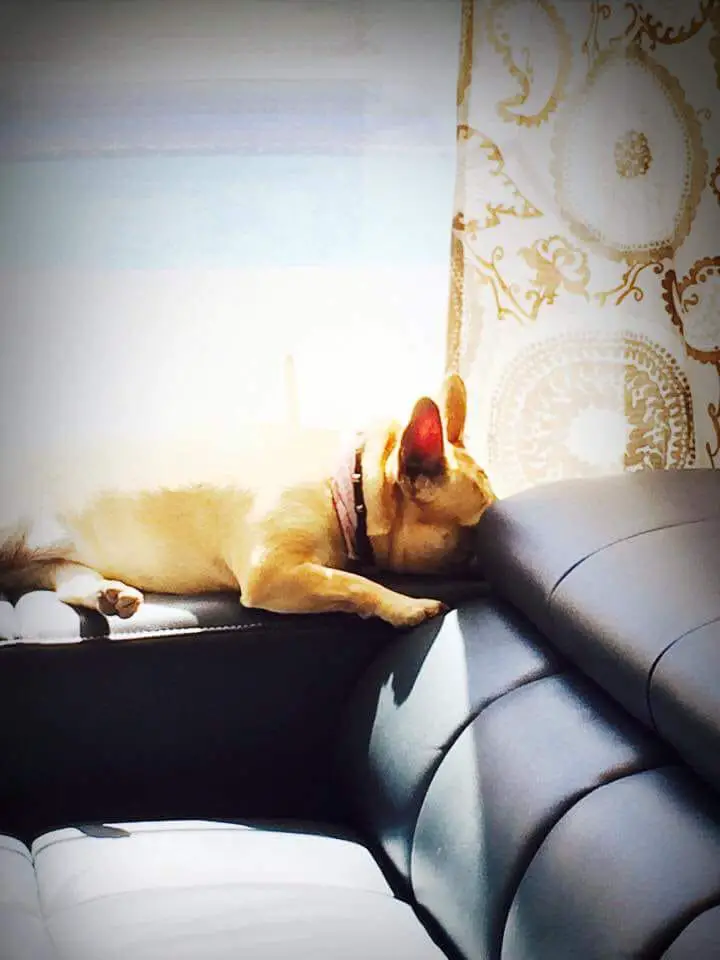 a brown French Bulldog named Bella lying sleeping on the chair by the window