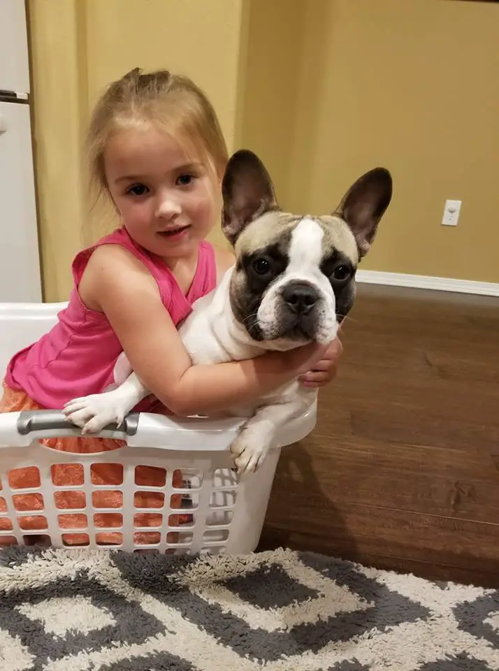A little girl sitting inside a small basket with a French Bulldog named Yogurt