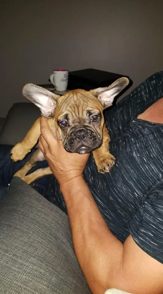 A French Bulldog puppy named HANK being held by a woman sitting on the couch