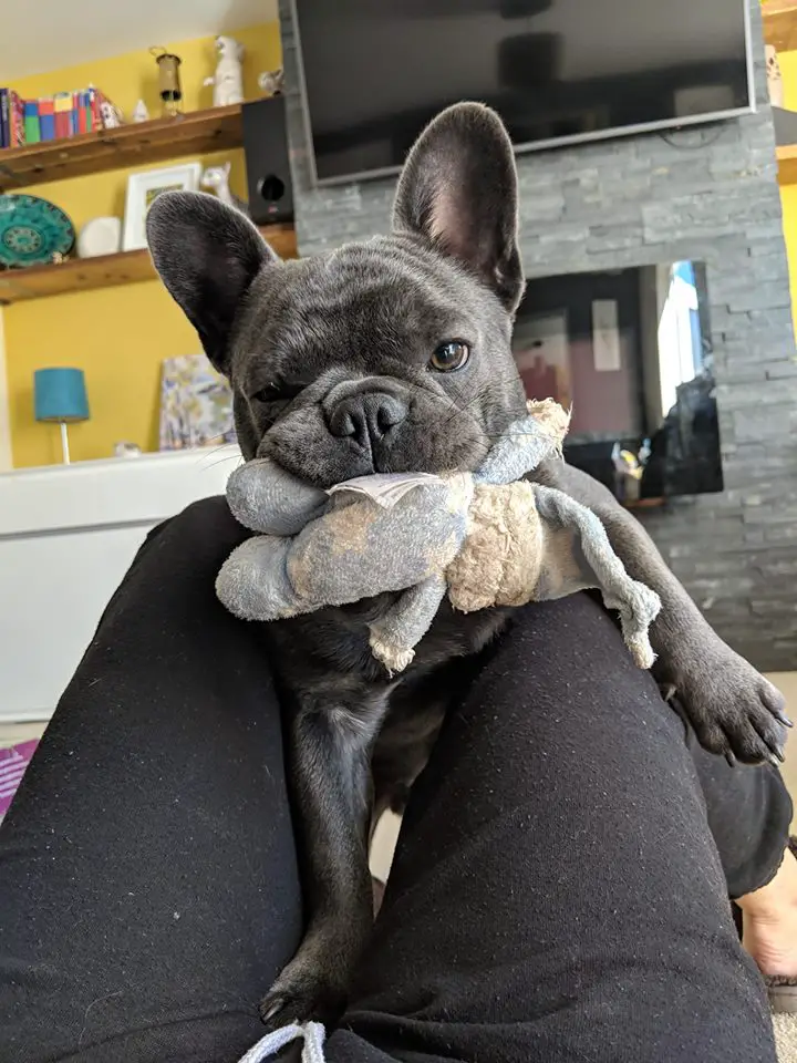 A French Bulldog lying on top of the legs of a woman with a stuffed toy in its mouth