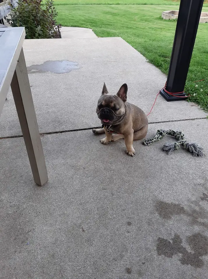 A French Bulldog named Emerson sitting on the pavement in the yard