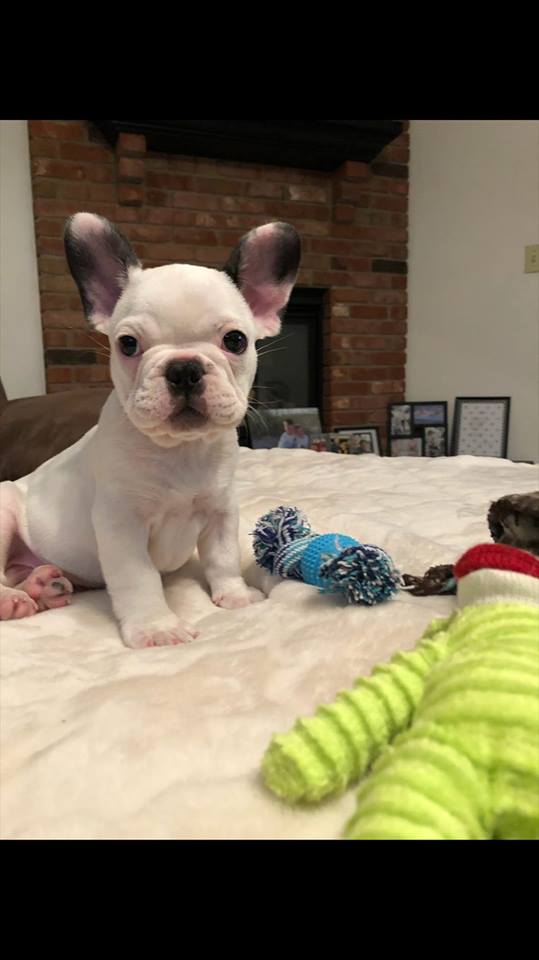 A French Bulldog named George Nugget sitting on top of the bed with its chew toys