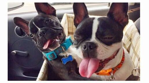 two French Bulldogs named Dakota and Dali sitting inside the car with tongue out
