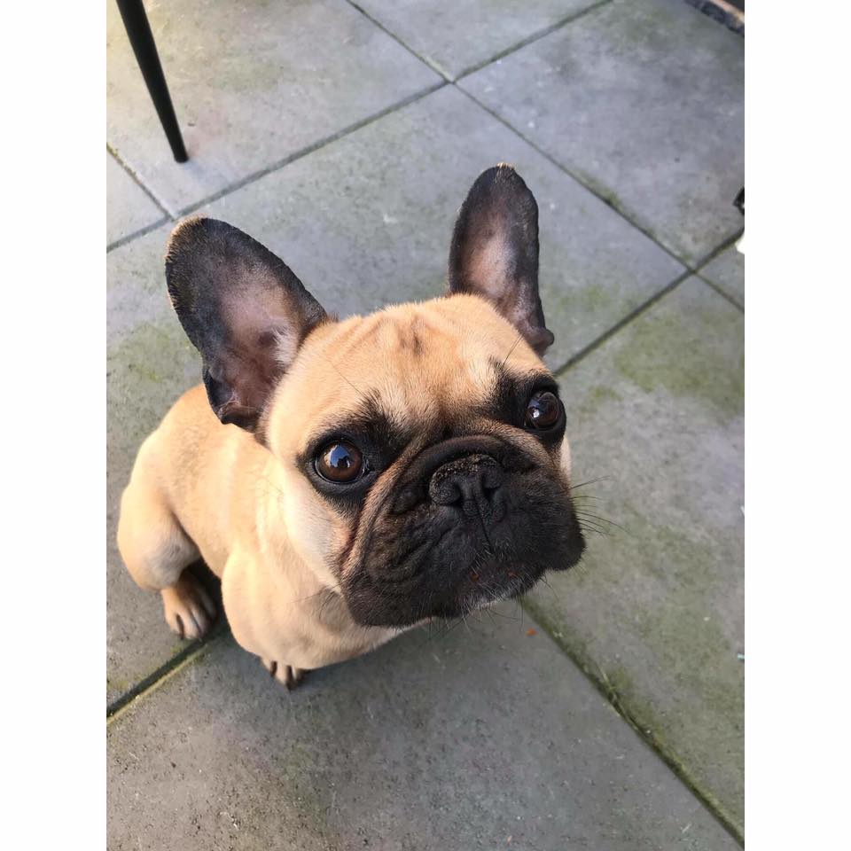 A French Bulldog named Bear sitting on the pavement with its begging face