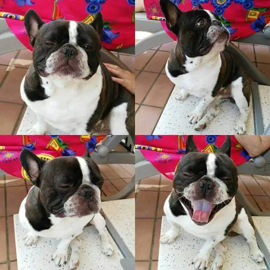 A French Bulldog named buddy sitting on top of the table with its different cute expressions