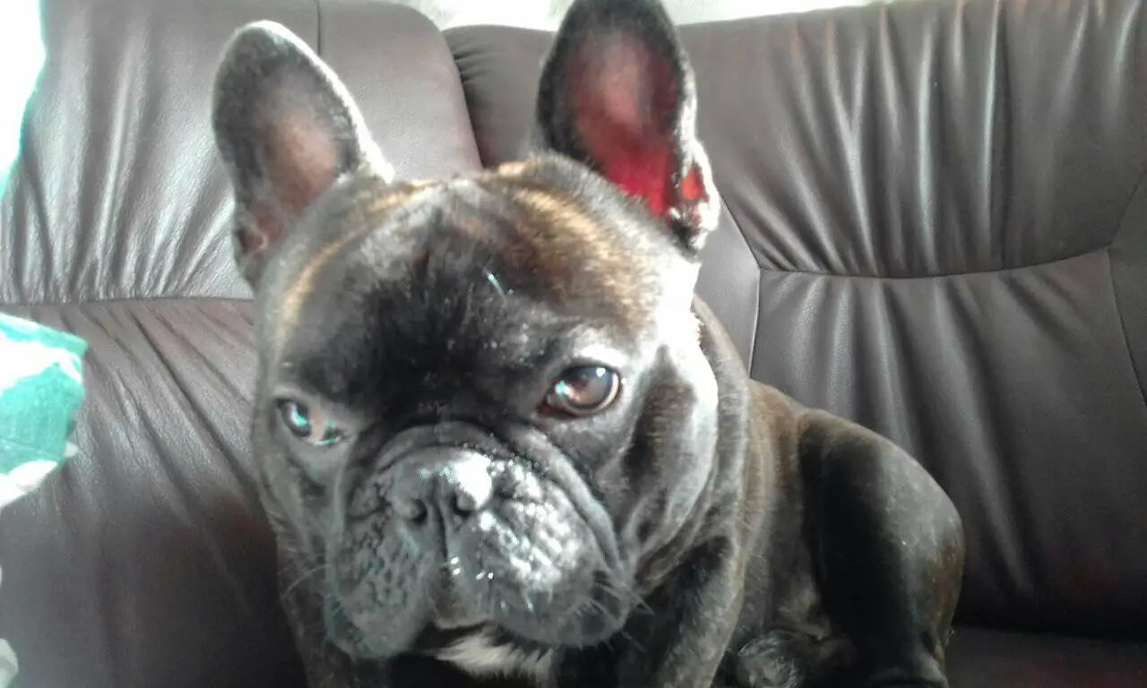 A French Bulldog named Markel sitting on the couch