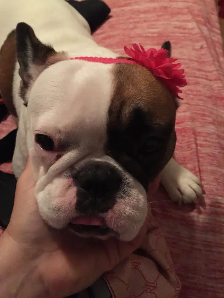 A French Bulldog named Fat Amy wearing a pink flower head band while lying on the bed