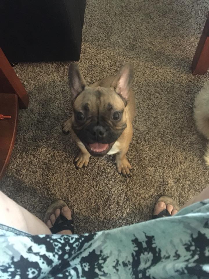 A French Bulldog named Niklaus sitting on the floor while smiling